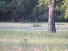 antelope-and-big-trees