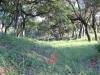 river-bottom-oaks
