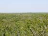blackbrush-view