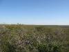 blackbrush