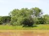 mesquites-at-pond
