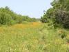 mesquites