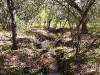 small-creek-running