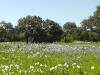 white-blue-flowers-river-bottom