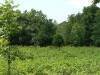 bottom-land