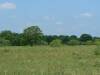 field-w-oak