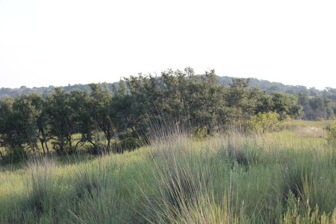 Deer Pasture