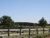 cattle-pens