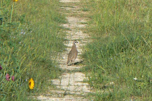 quail_post_image quail_post_image