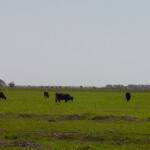 5 cows