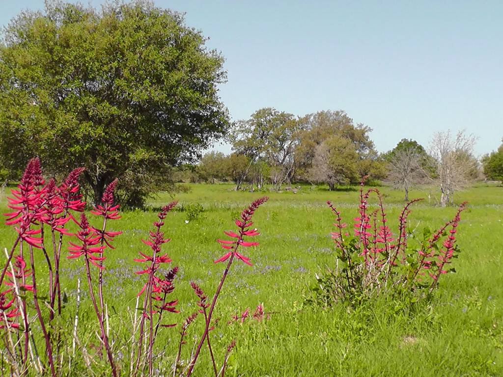 red flowers on top