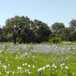 white & blue flowers river bottom