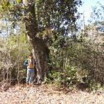 Mauriceville Magnolia 2
