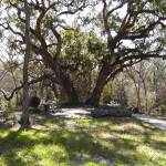 Split Oak