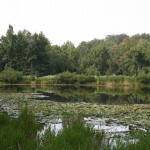 Henderson County 179.76 Acres - 37
