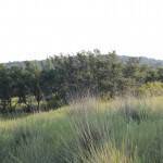 Deer Pasture Habitat