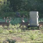 6 bucks pic