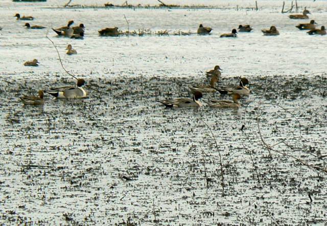 pintail pintail