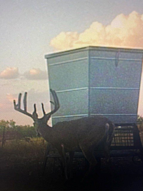 2025-deer-pic-5 2025-deer-pic-5