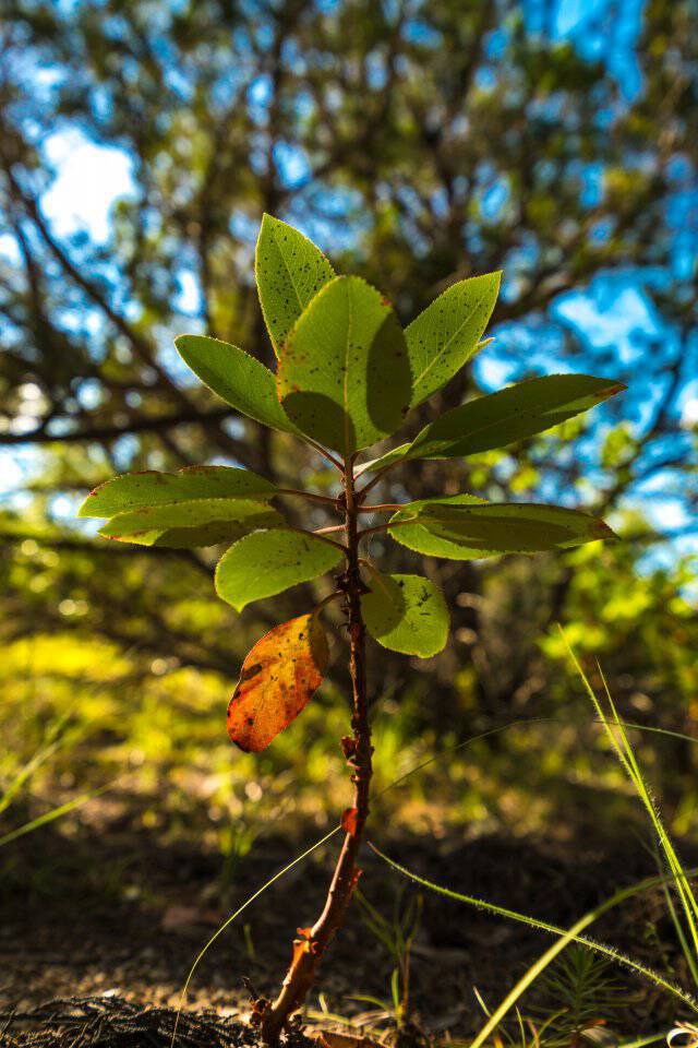 Baby Madrone