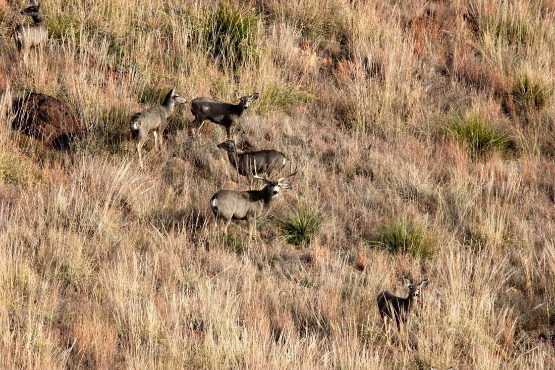 Mature Muley with harem