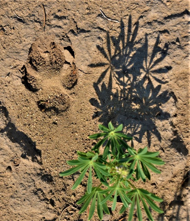 Bear-track-and-Lupine-Flower-Leaves-Colorado-Bear-Creek-Ranch