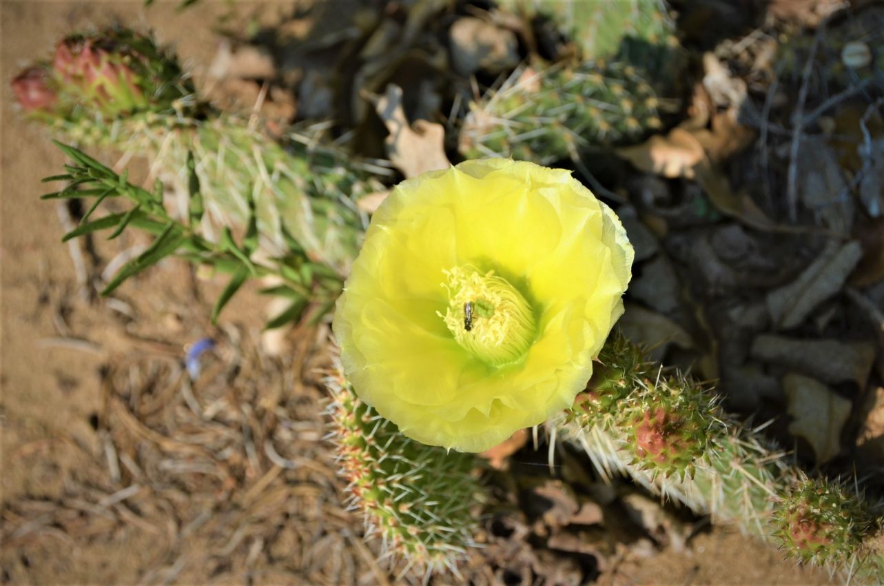 Cactus-Flower-Colorado-Bear-Creek-Ranch