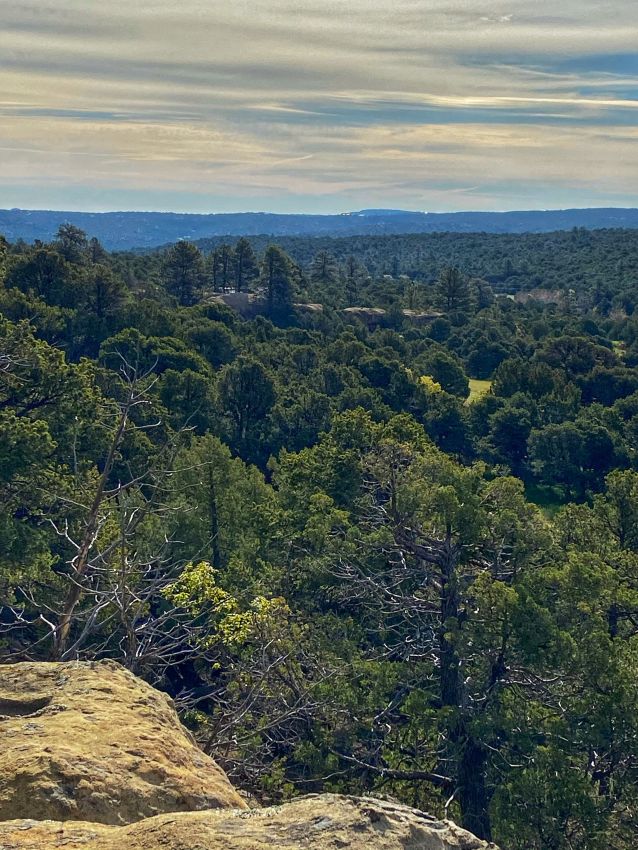 Pine-Trees-Colorado-Bear-Creek-Ranch