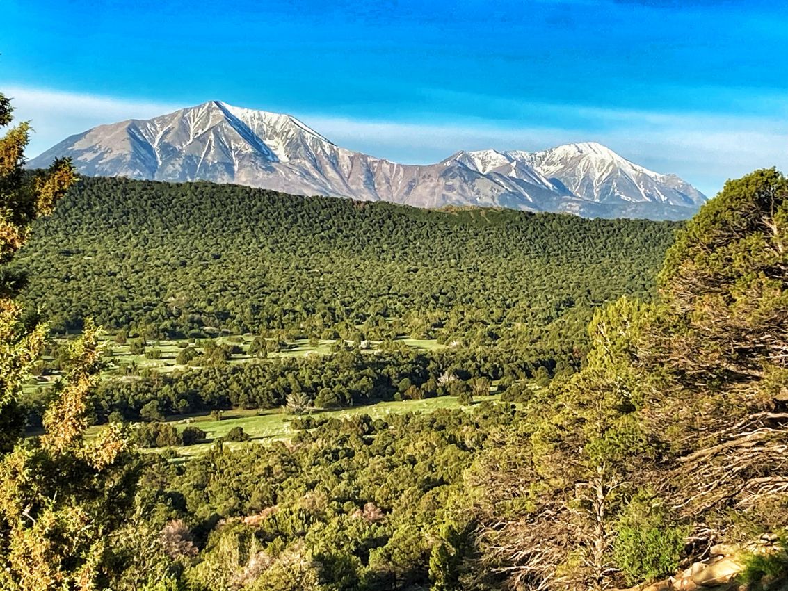 Pine-Trees-Spanish-Peaks-Colorado-Bear-Creek-Ranch