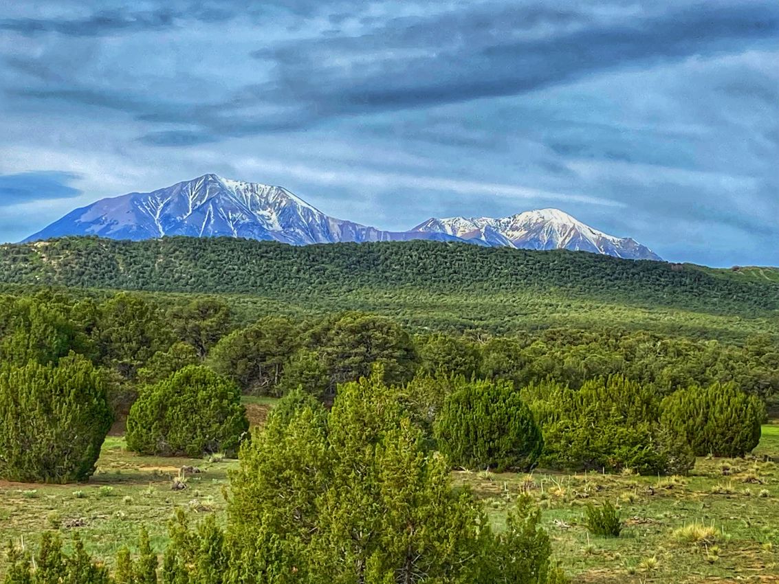 Rocky-Mountain-Juniper-Colorado-Bear-Creek-Ranch