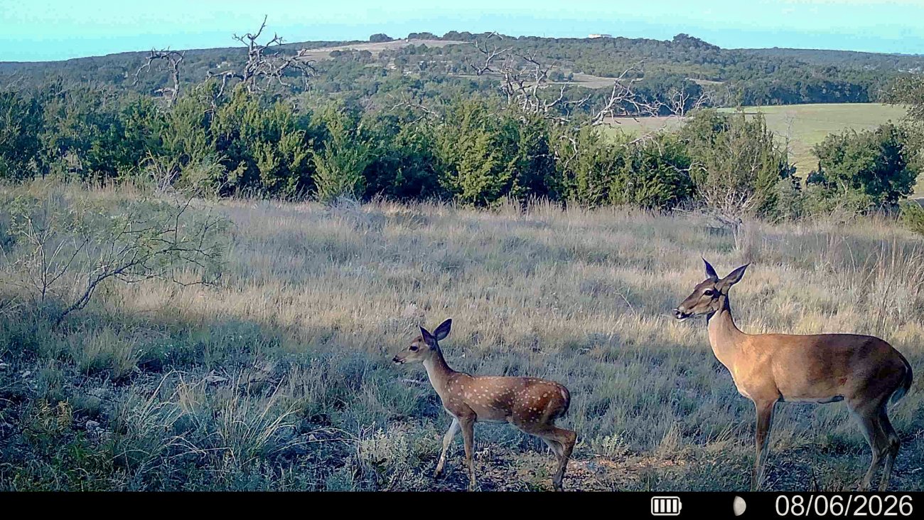 Bennett-Creek-Deer-photos-2