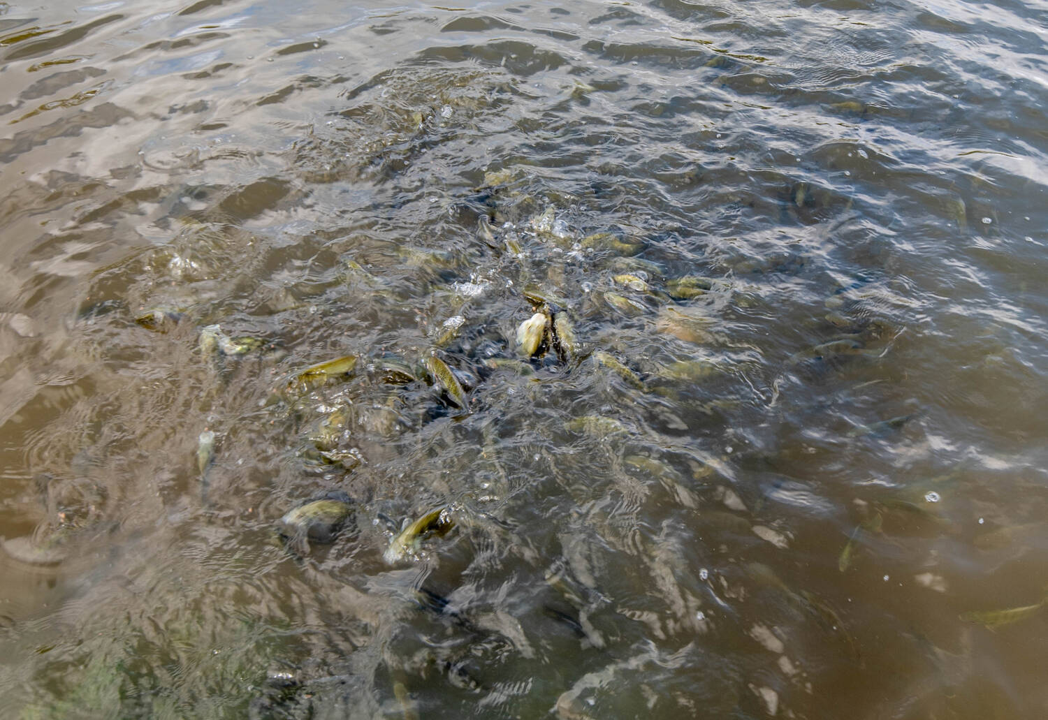 feeding-sunfish