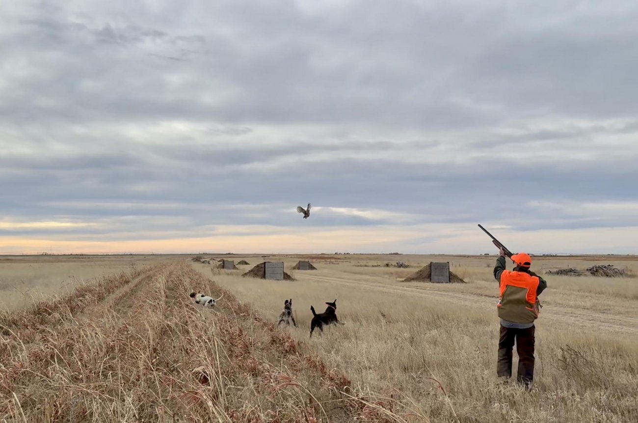 pheasant-hunting-land-colorado-bow-barrel-lodge