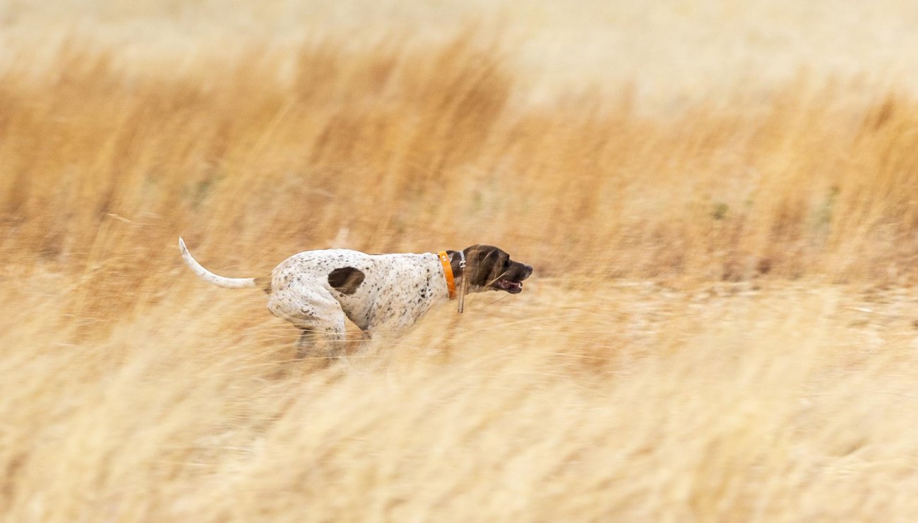 upland-hunting-field-with-bird-dog-colorado-bow-barrel-lodge