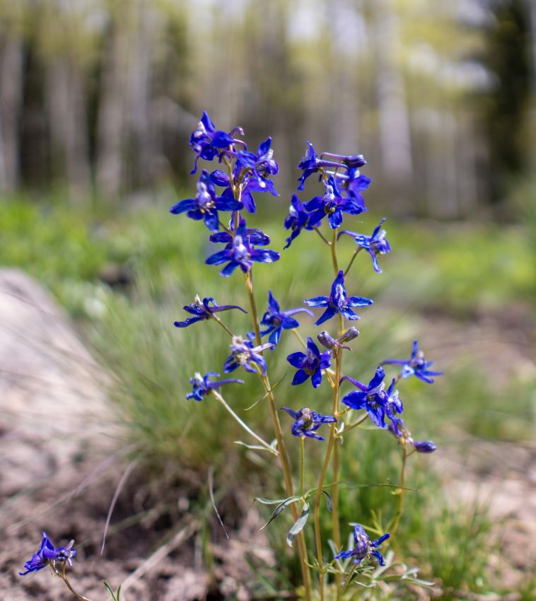 Wildflower-Colorado-Brumley-Aspen-Waters-Ranch