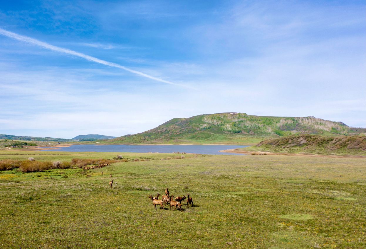 cow-elk-Colorado-Brumley-Aspen-Waters-Ranch