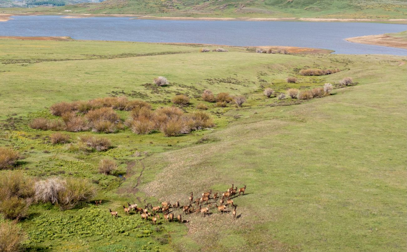 elk-herd-Colorado-Brumley-Aspen-Waters-Ranch