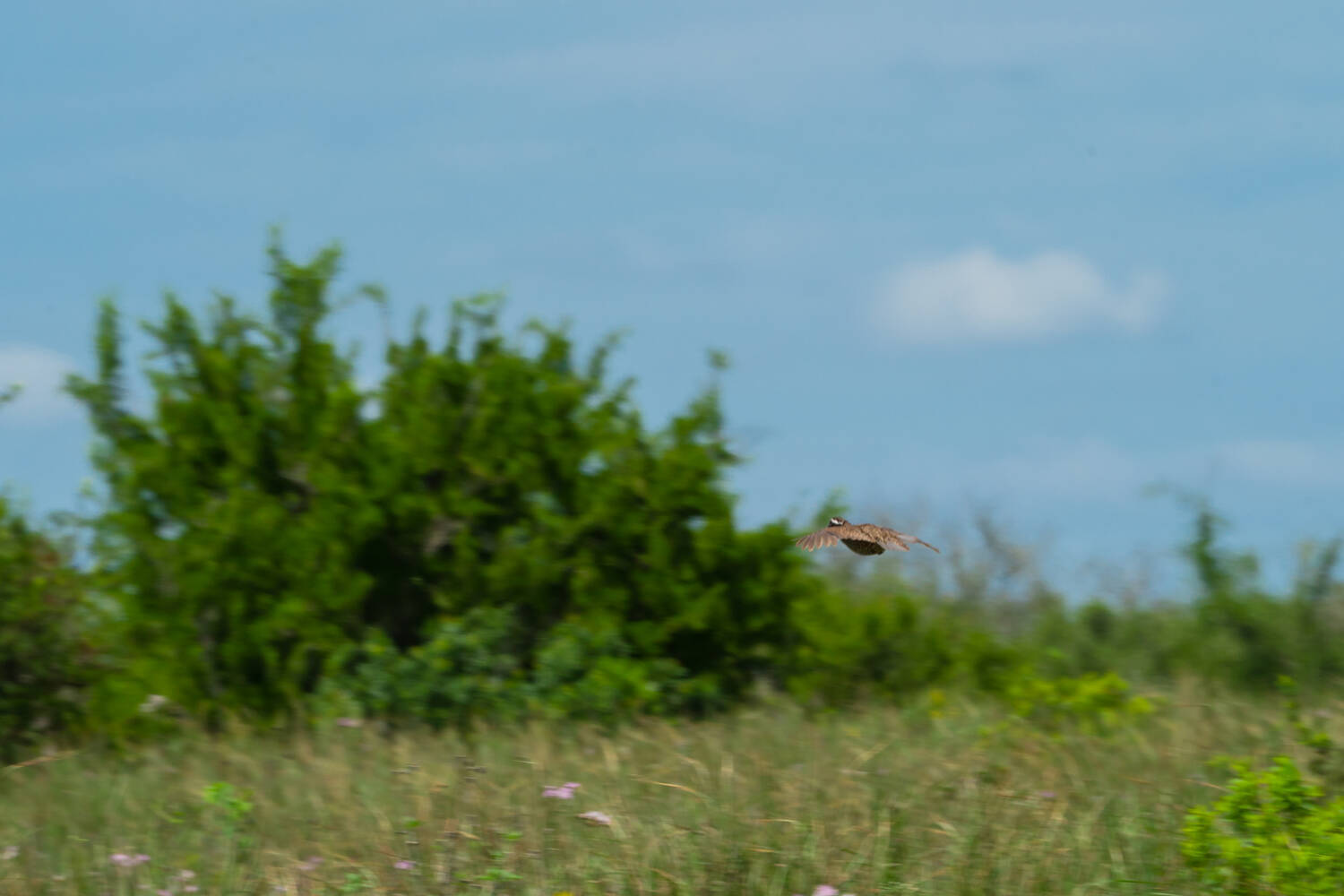 quail-in-flight