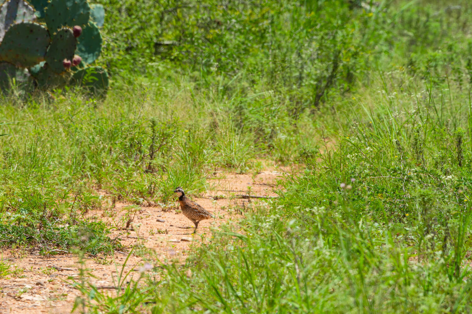 quail-in-road