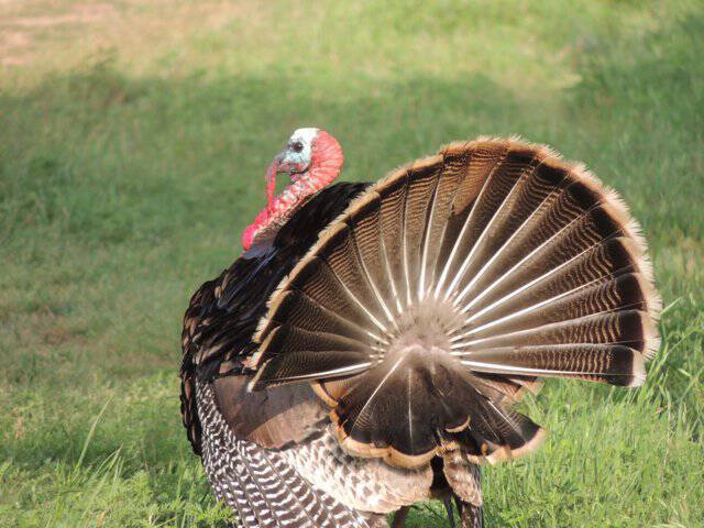 Hickory Turkey 3