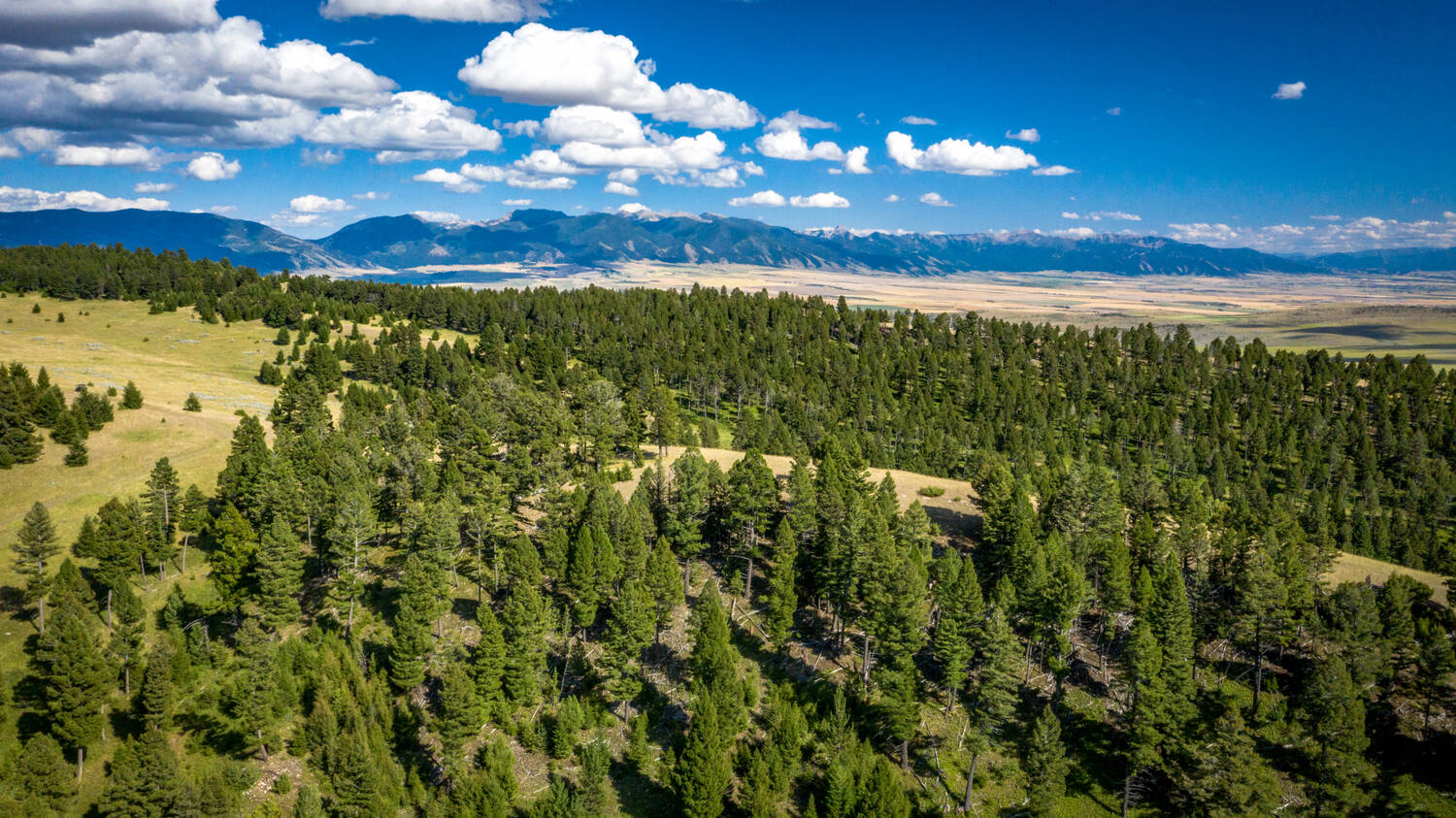 trees-montana-crazy-elk-ranch