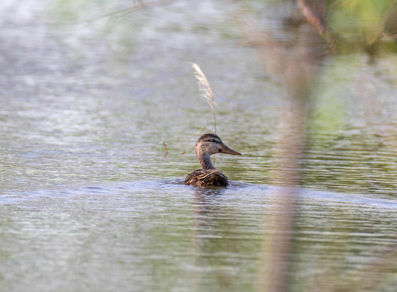 Crestonio-Ranch-10 Crestonio-Ranch-10