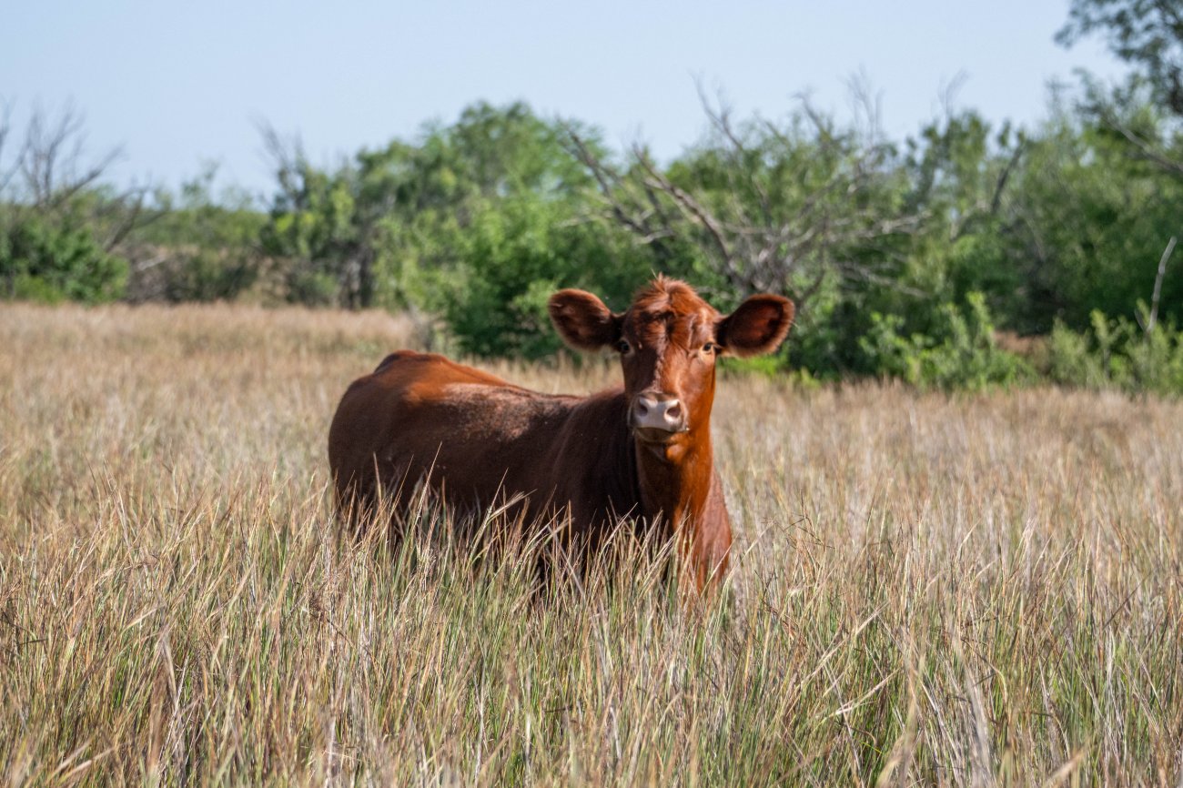 Crestonio-Ranch-39 Crestonio-Ranch-39