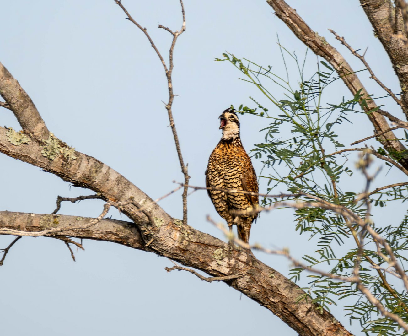 Crestonio-Ranch-9 Crestonio-Ranch-9