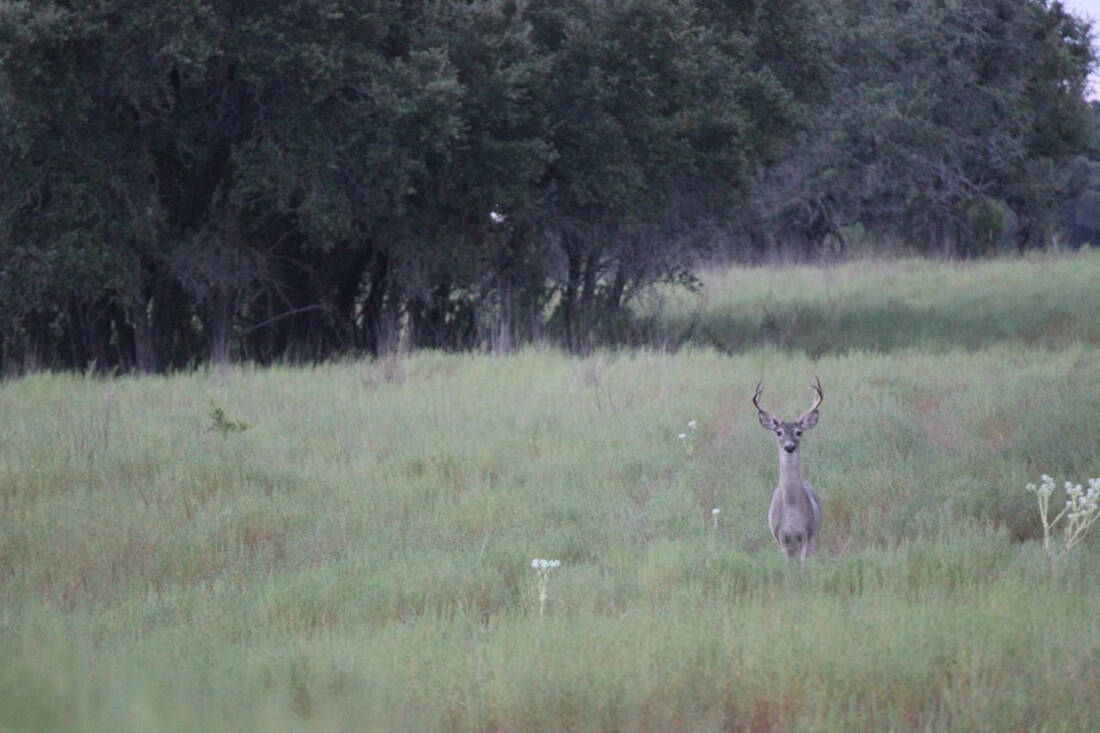 young-deer-on-alert