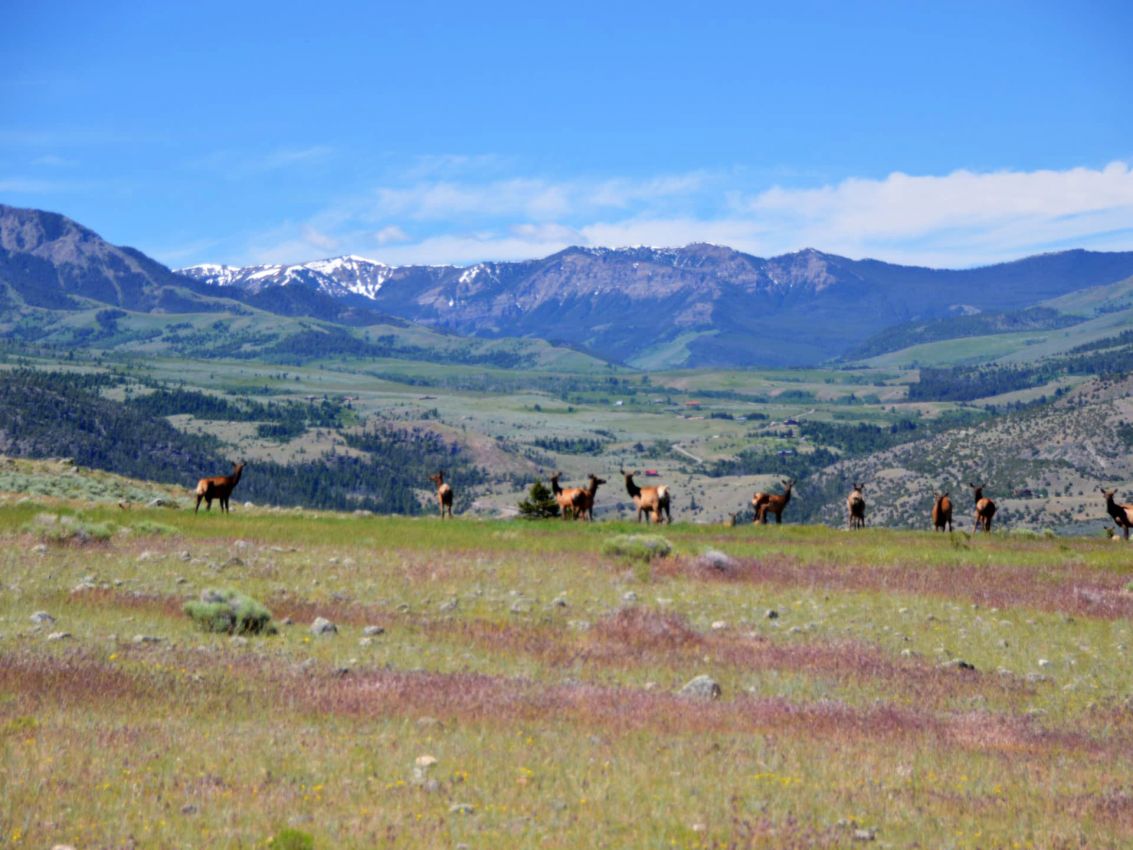 Tremendous-Elk-Hunting-Ranch-For-Sale-Montana-Dome-Mountain-Ranch-Edit