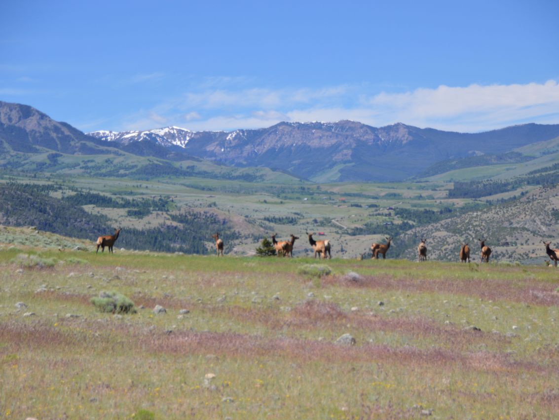 Tremendous-Elk-Hunting-Ranch-For-Sale-Montana-Dome-Mountain-Ranch