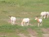 10-b-IMG_7113b
