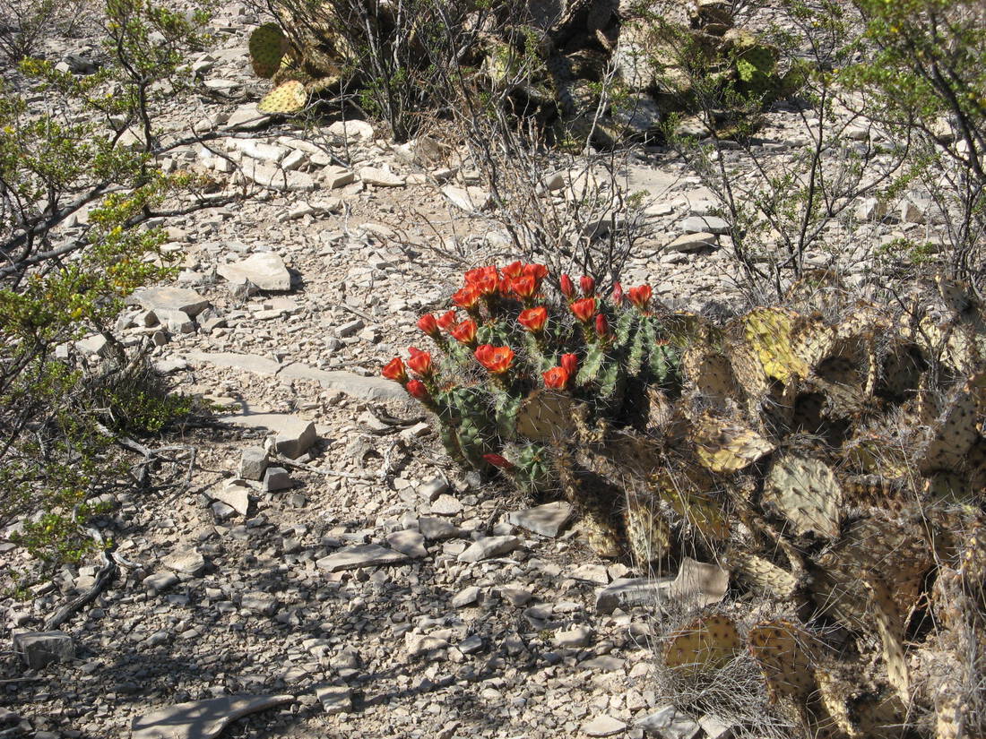 bloooming-cactus