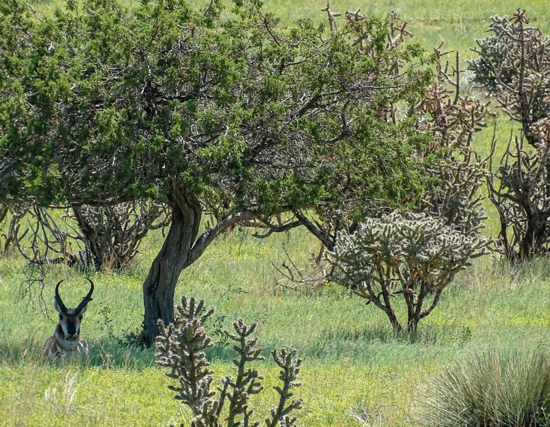 Alternative-Resting-Antelope-New-Mexico-The-Eason-Ranch